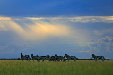 Zebralar ile mavi gök, Güneş ışınları, akşam günbatımı, Nxai Pan Ulusal Parkı, Botsvana, Afrika ışık. 
