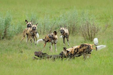 Botsvana, Afrika, Moremi, Okavango deltası vahşi köpek av.