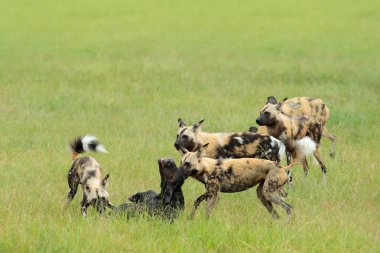 Botsvana, Afrika, Moremi, Okavango deltası vahşi köpek av.