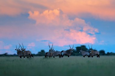Gemsbok pembe fırtına bulutları, akşam günbatımı, Nxai Pan, Botswana, Afrika ile sürüsü.