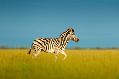 Burchell zebra, Equus quagga burchellii, Nxai Pan Ulusal Parkı, Botswana, Afrika.