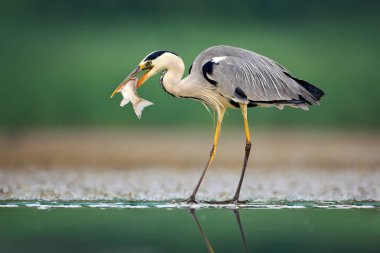 Heron balık, Ardea cinerea, arka plan bulanık çim ile.
