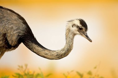 Kabarık tüy, Pantanal, Brezilya ile daha büyük Rhea, Rhea americana, büyük kuş.