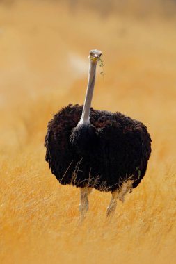 Ortak devekuşu, Struthio camelus, büyük kuş savannah, hobe, yeşil çim besleme Botswana, Afrika.
