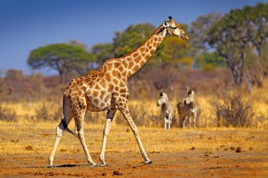Akşam turuncu günbatımı, Botswana, Afrika ile pastoral zürafa siluet.