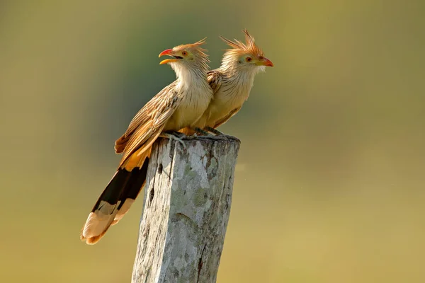 Guira Kukačky Dvojice Guira Guira Ptáci Dřevěnou Hůl Mato Grosso — Stock fotografie