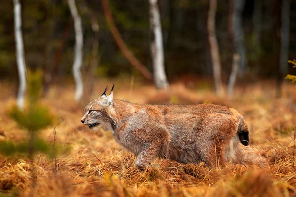 Wild Lynx Caminhando Pela Floresta Outonal Alemanha — Fotografia de Stock
