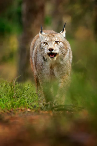 Primer Plano Del Lince Bosque Verde Alemania —  Fotos de Stock