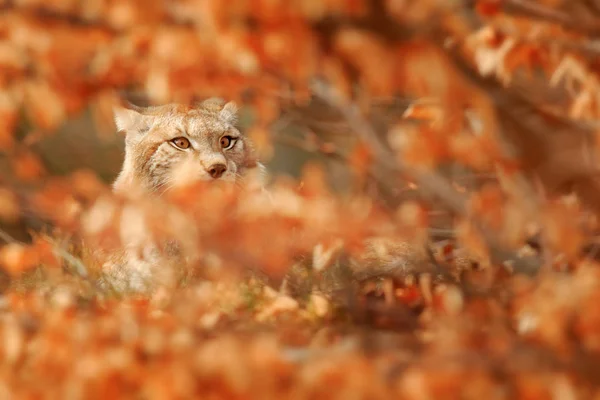 德国橙秋季森林中的山猫 — 图库照片