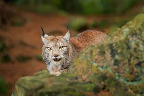 緑の森林 ドイツの隠された Lynx の肖像画 — ストック写真