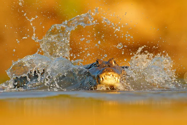 Τους Παφλασμούς Νερού Επικίνδυνο Κροκόδειλο Στο Ποτάμι Pantanal Βραζιλία — Φωτογραφία Αρχείου