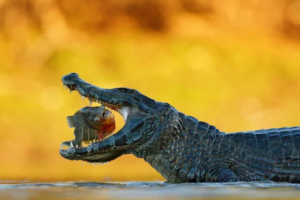 Yacare Caiman Catching Fish Pantanal Brazil — Stock Photo, Image