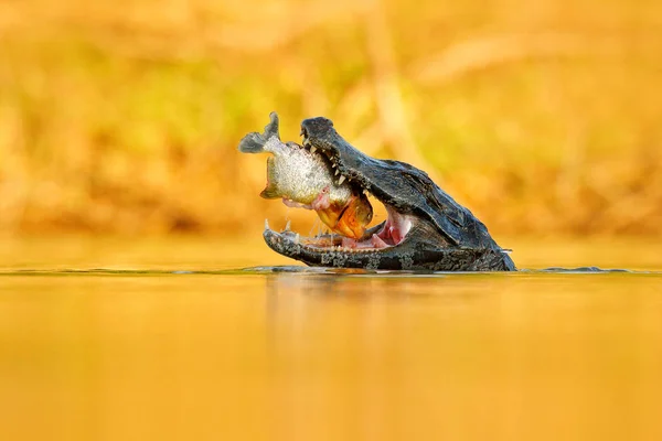 Yacare Caiman Catching Fish Pantanal Brazil — Stock Photo, Image