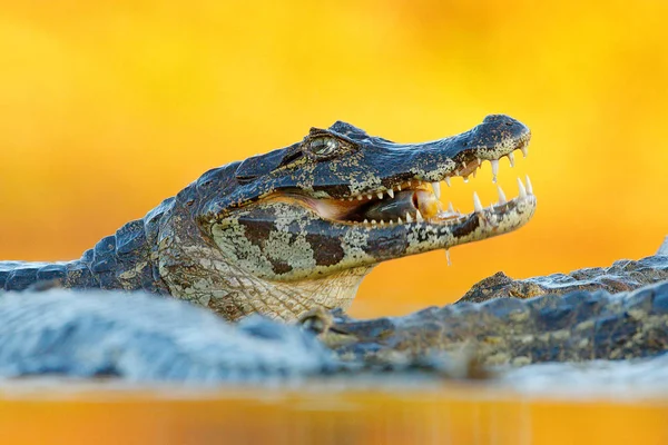 Yacare Caiman Avec Des Poissons Museau Ouvert Avec Grandes Dents — Photo