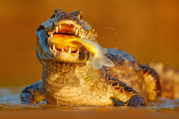 Yacare カイマン ブラジルのパンタナールの大きな歯と開いた銃口の魚 — ストック写真