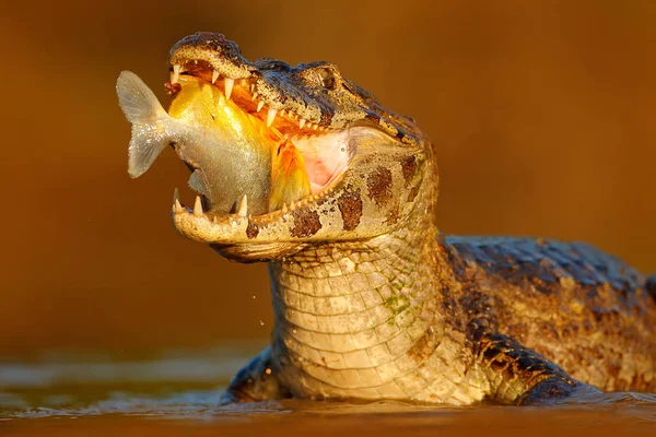 Yacare Caiman Avec Des Poissons Museau Ouvert Avec Grandes Dents — Photo