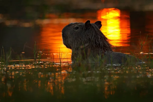 Capybara Воду Озера Пантанал Бразилія — стокове фото
