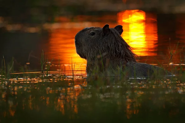 Kabie Jezeře Vody Pantanal Brazílie — Stock fotografie