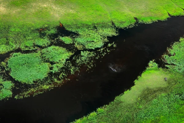 Hippo Water Aerial Landscape Okavango Delta Botswana — Stock Photo, Image
