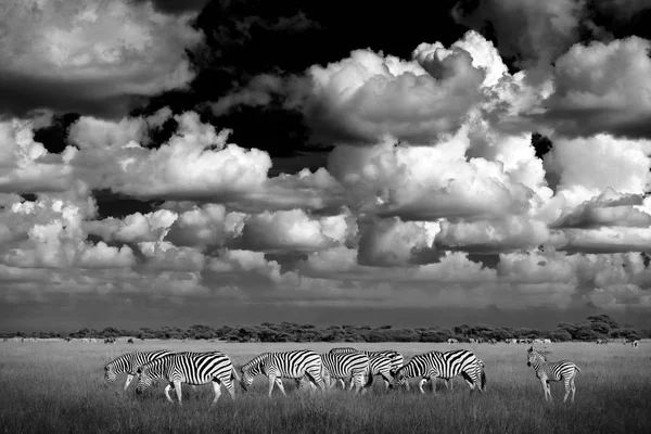 Zebry Modrým Větrná Obloha Nxai Pan Národního Parku Botswana Afrika — Stock fotografie