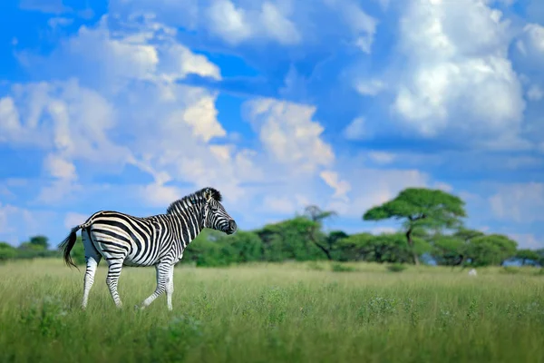 Zebra Modrým Větrná Obloha Nxai Pan Národního Parku Botswana Afrika — Stock fotografie