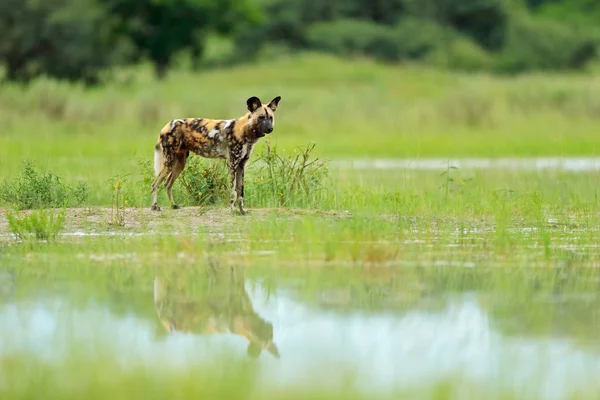 Afrikanischer Wilder Hund Spazieren Auf Grünem Gras Botswana Afrika — Stockfoto