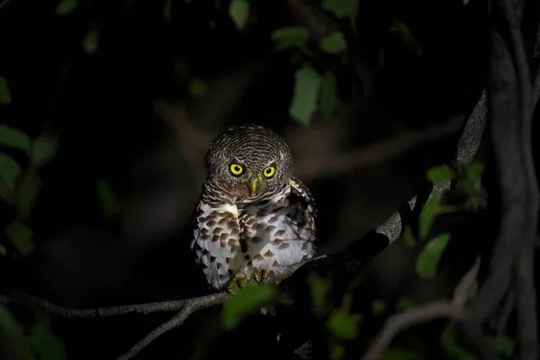 African Barred Owlet Glaucidium Capense Nocny Ptak Siedzący Gałęzi Drzewa — Zdjęcie stockowe