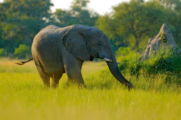 Elefante Africano Hierba Verde Parque Nacional Chobe Botswana — Foto de Stock