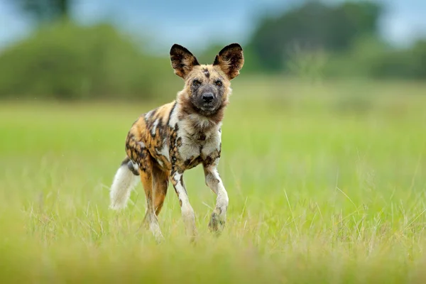 Africký Divoký Pes Chůze Zelené Trávě Botswana Afrika — Stock fotografie
