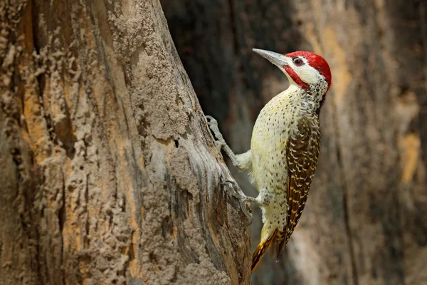 Pájaro Carpintero Campethera Scriptoricauda Tronco Botswana — Foto de Stock