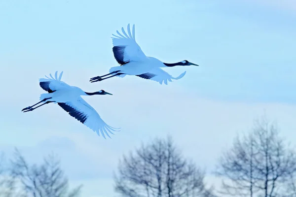 雪花丹顶鹤飞向蓝天 北海道 — 图库照片