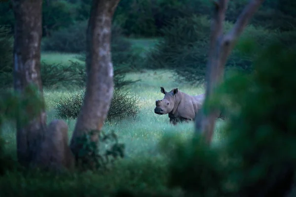 Rinoceronte Bianco Ceratotherium Simum Con Corna Tagliate Delta Dell Okavango — Foto Stock