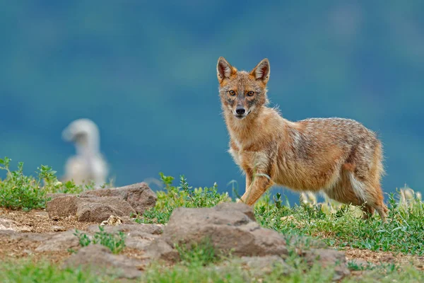 Golden jackal, Canis aureus, in grass and stones, Romania, Europe.
