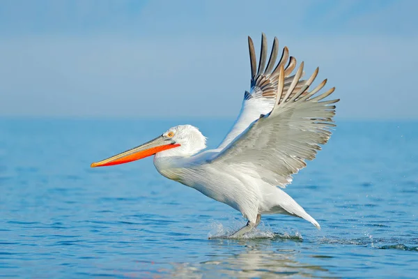 Pelikan açılan kanatları göl Kerkini, Yunanistan. 