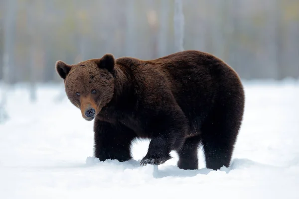 Бурий Ведмідь Ходити Навколо Озера Снігом Льодом Фінляндія — стокове фото
