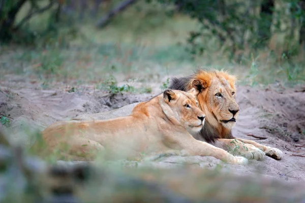 Porträtt Par Afrikanska Lejon Panthera Leo Chobe National Park Botswana — Stockfoto