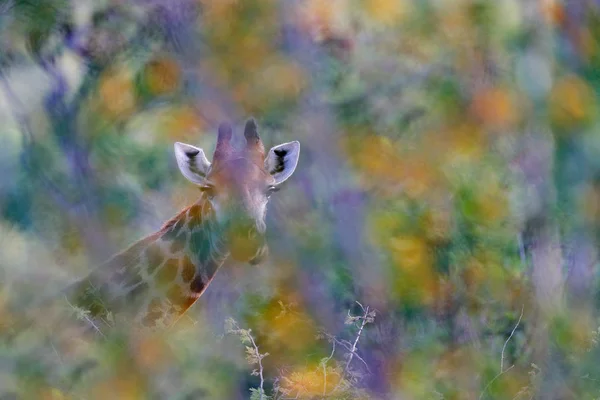 Giraffe Versteckt Orangefarbener Und Grüner Herbstvegetation Kruger Nationalpark Tierwelt Afrikas — Stockfoto