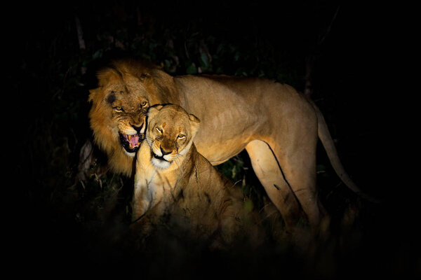 Lions, Panthera leo bleyenberghi, mating action scene in Kruger National Park, Africa.