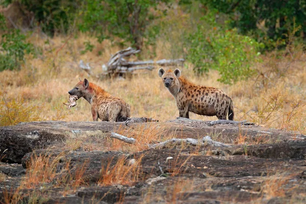 Strakaté Hyeny Crocuta Crocuta Dvě Madpet Mikiny Catch Krugerův Národní — Stock fotografie