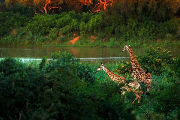 Twee Giraffen Buurt Van Rivierwater Afrika — Stockfoto