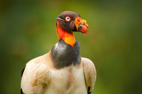 King vulture, Red head bird, Costa Rica.