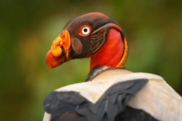 Buitre Rey Sarcoramphus Papa Panamá — Foto de Stock