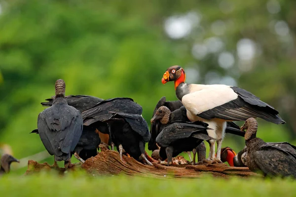 Königsgeier Große Vögel Südamerika Gefunden — Stockfoto