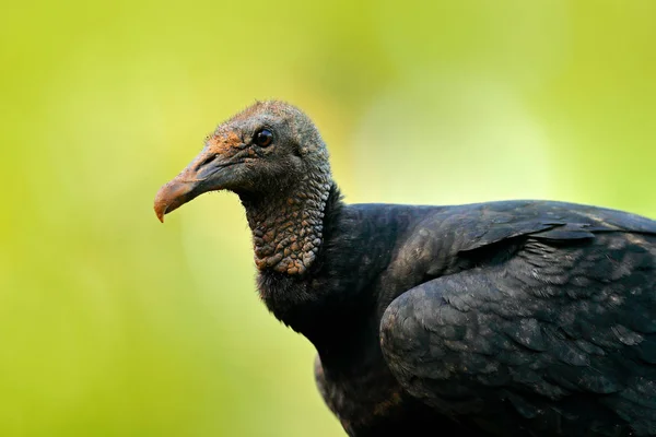 Ugly Black Bird Black Vulture Coragyps Atratus Sitting Green Vegetation — Stock Photo, Image