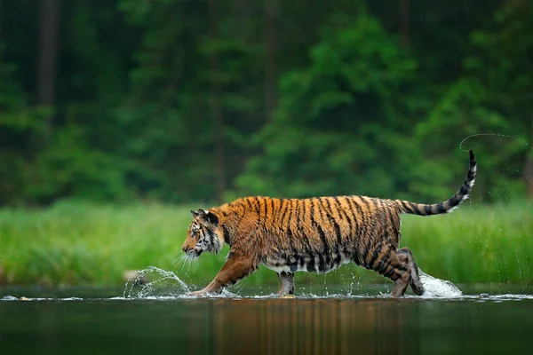Amur Tigre Caminando Por Agua Rusia — Foto de Stock
