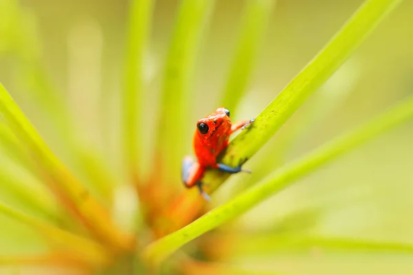 Red Strawberry Pilgiftsgrodor Dendrobates Pumilio Costa Rica — Stockfoto