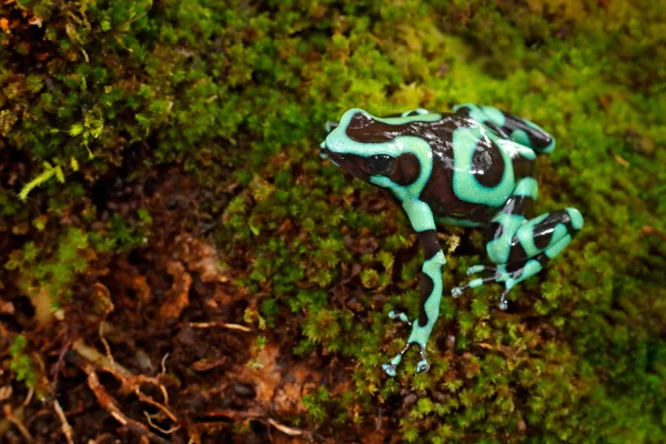 Rana Velenosa Della Foresta Tropicale Amazzonica Costa Rica — Foto Stock