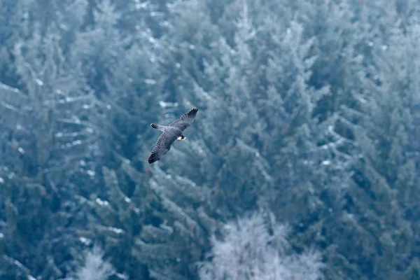 Voo Peregrine Falcon Floresta Com Neve Fundo Alemanha — Fotografia de Stock