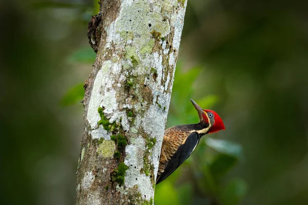 Lineated 啄木鸟 Dryocopus Lineatus 坐在与筑巢孔的分支 哥斯达黎加 — 图库照片