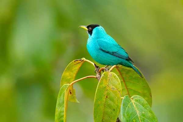 Green Honeycreeper Chlorophanes Spiza Exotic Tropical Malachite Green Blue Bird — Stock Photo, Image